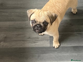 Pug dogs - Advert 12