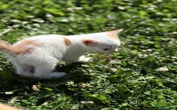 Mixed Breed cats for sale: A kitten - Image 9