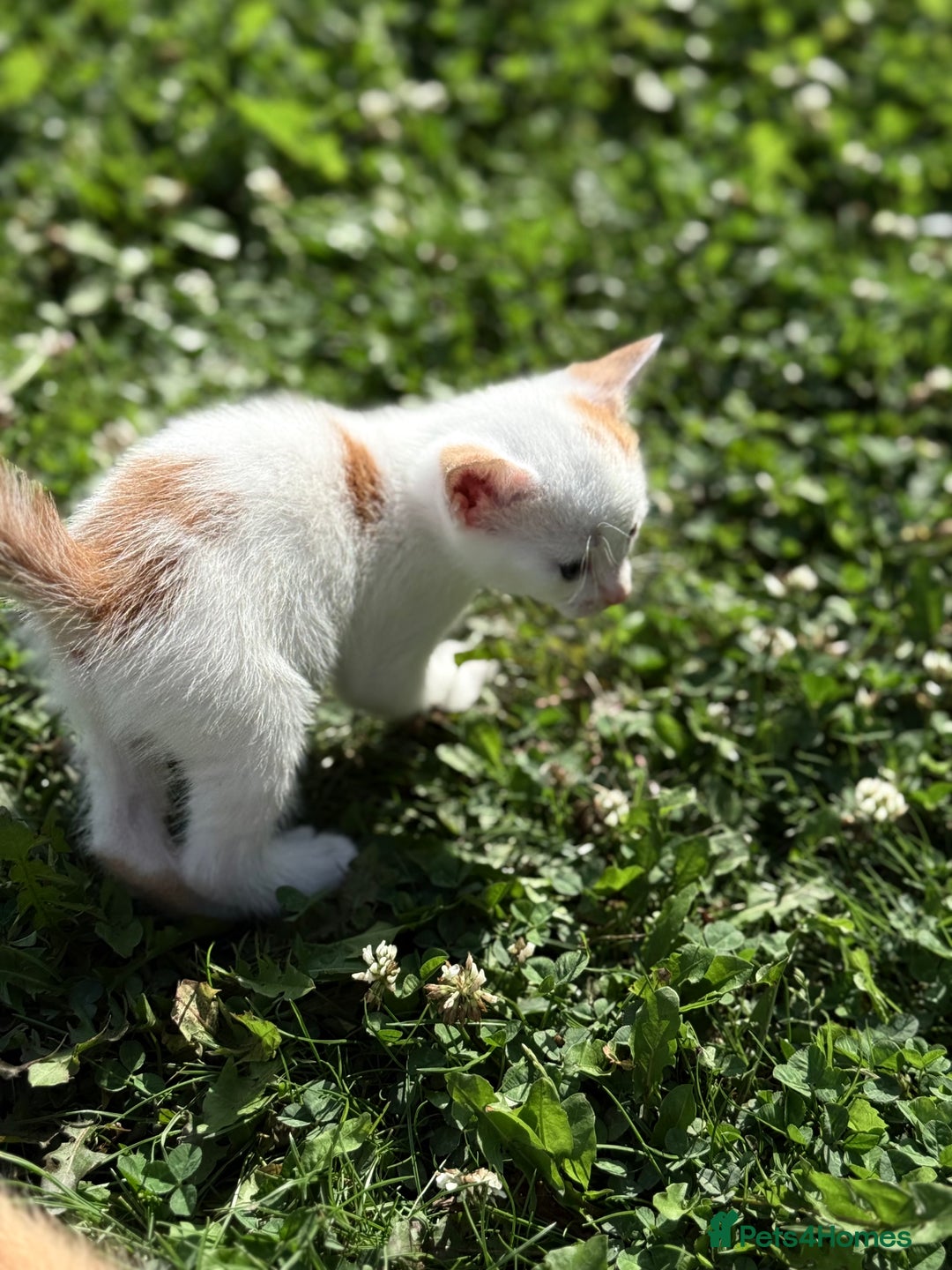 Mixed Breed cats for sale: A kitten - Image 9
