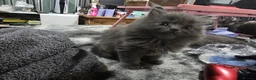 Persian cats for sale: Gorgeous Persian x Kittens Ready now  - Advert 20