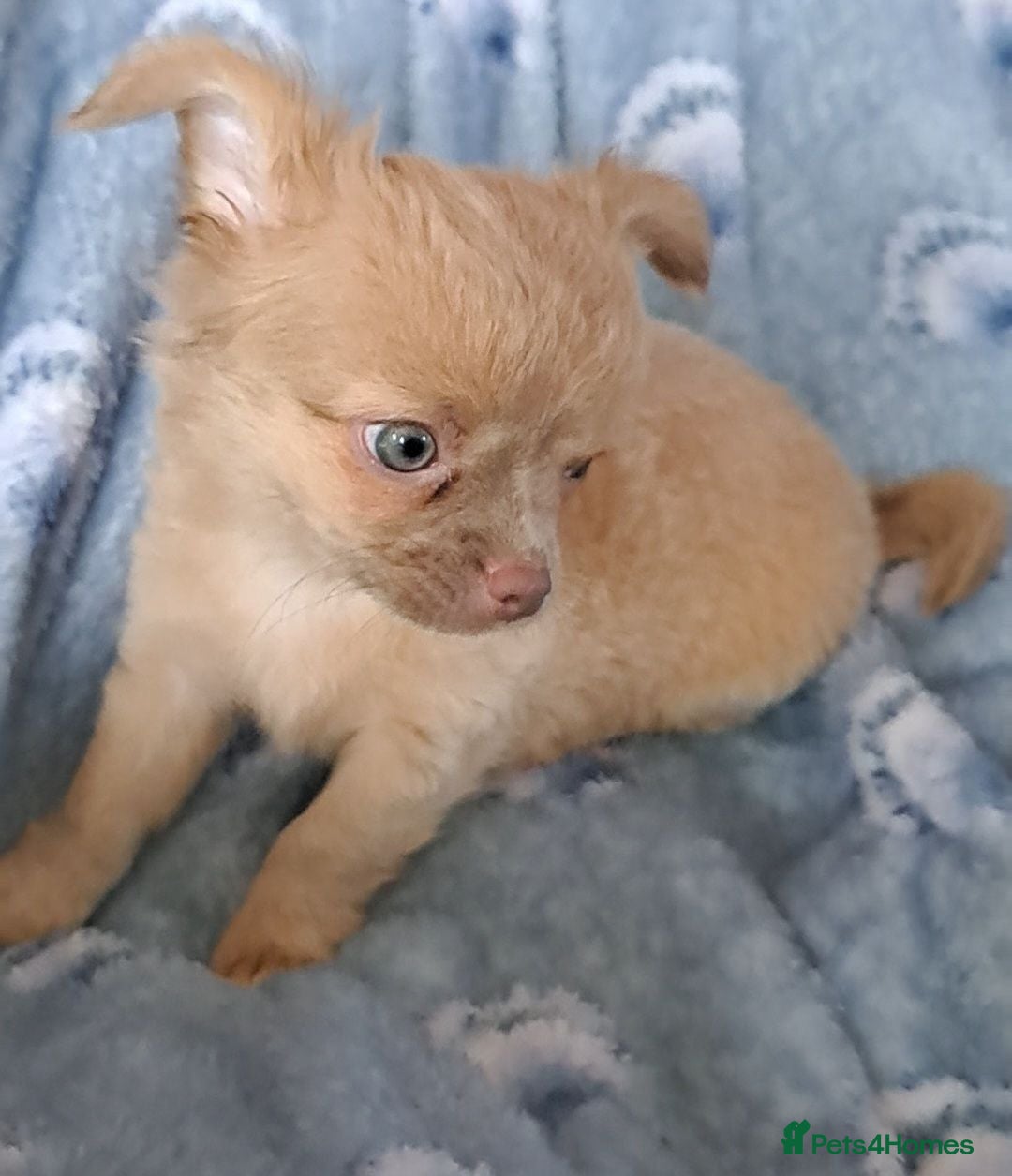 Chihuahua dogs 1 lilac & 1 black Long Coat Chihuahua male pups - Advert 18