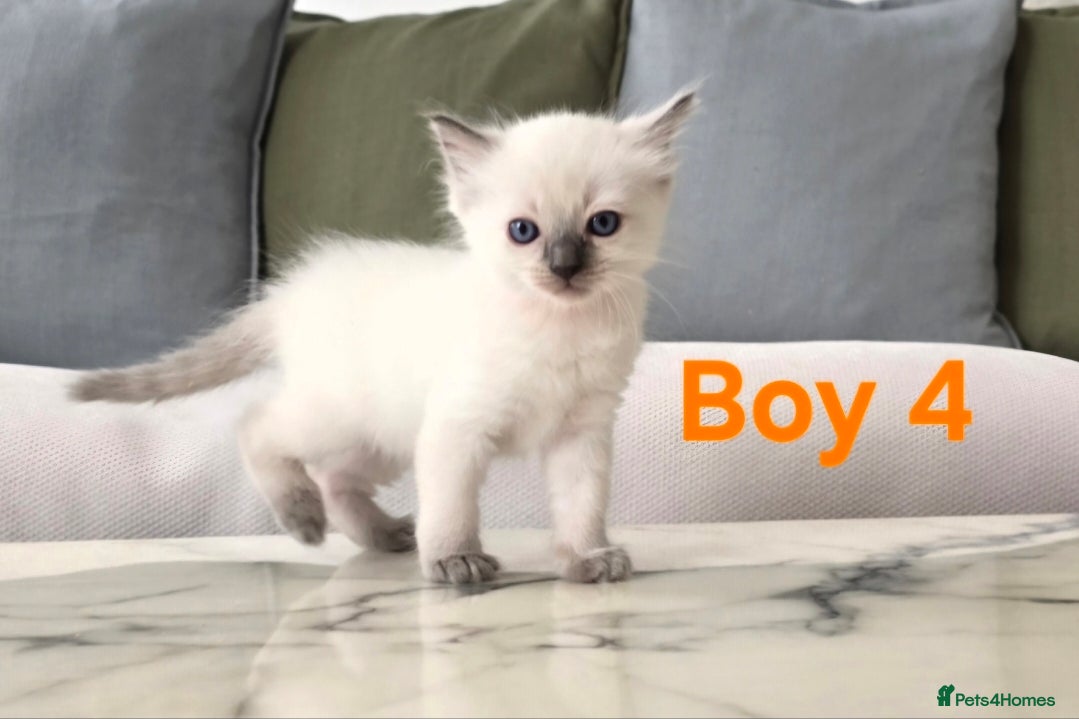 Ragdoll cats 🤍 Pure Ragdoll Blue Point Kittens Ready Now - Advert 2