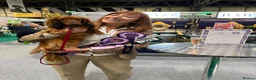 Miniature Dachshund dogs for sale: Show type mini longhair Boy from Crufts finalist  - Advert 22