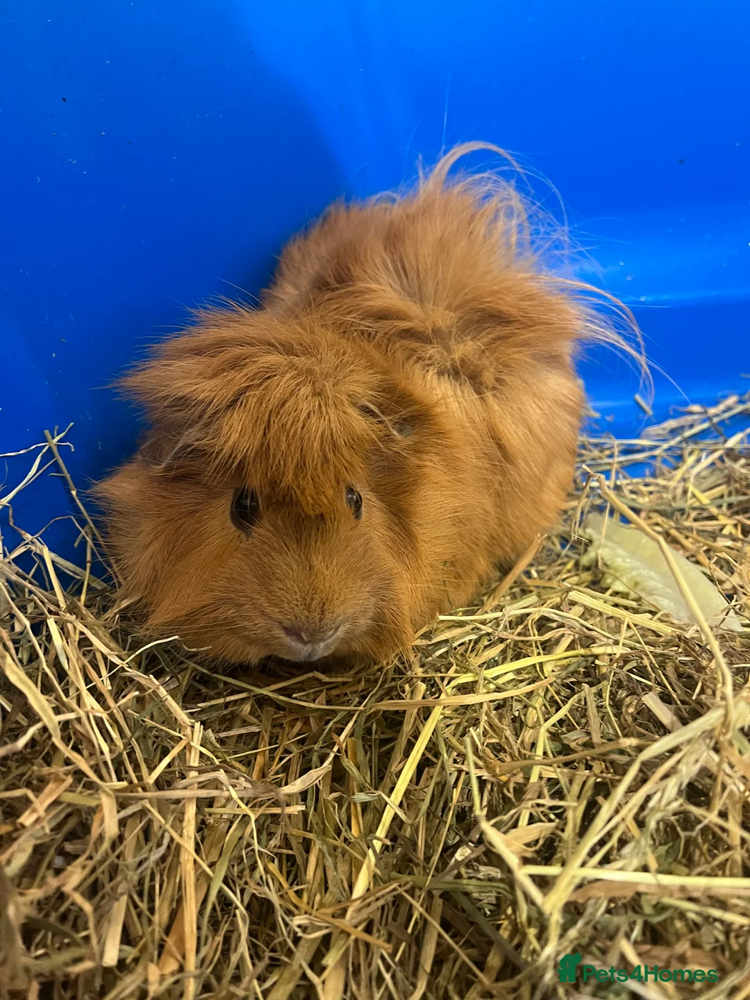 Guinea Pig rodents for sale: 2 male guinea pigs for sale  - Advert 1