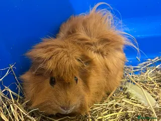 Guinea Pig rodents 2 male guinea pigs for sale - Advert 2