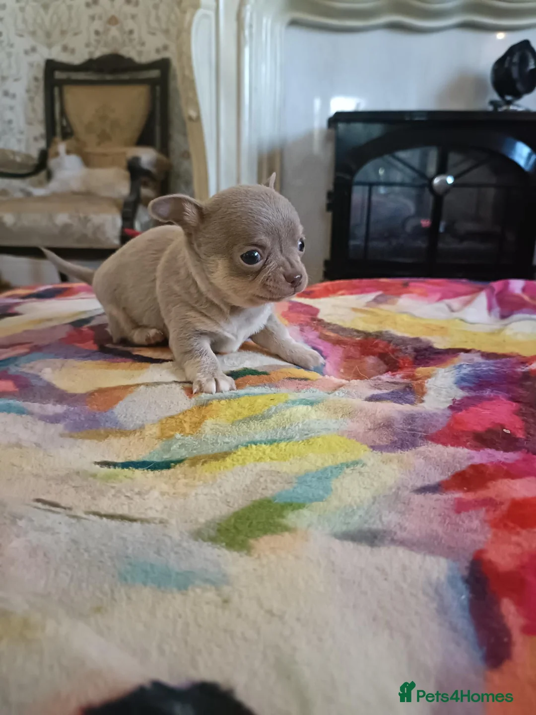 Chihuahua dogs for sale: Exquisite Tiny Chihuahua puppies.  - Advert 1