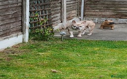 French Bulldog dogs for sale: Male french bulldog  - Image 2