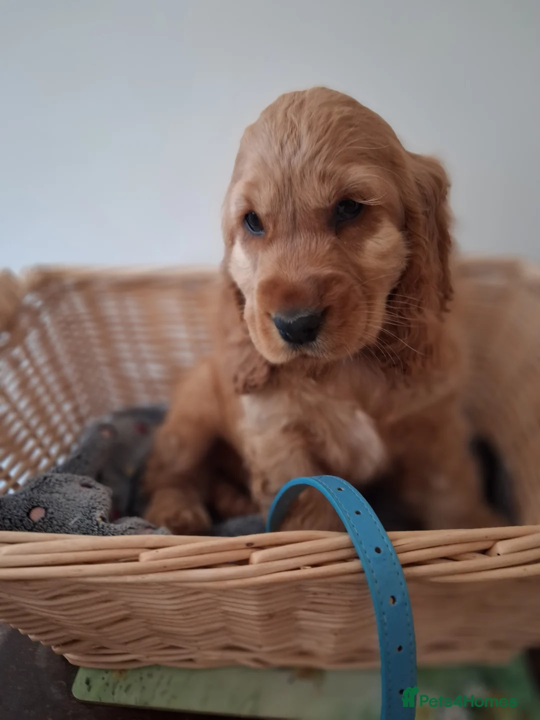 Cocker Spaniel dogs for sale: Stunning golden show type cocker spaniels - Advert 14
