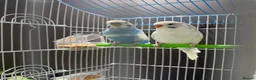 Budgerigars birds for sale: Few pair of budgies with cage  - Advert 2