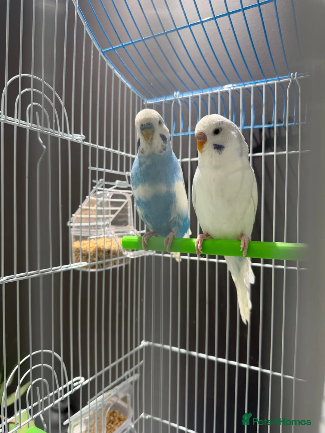 Budgerigars birds for sale: Few pair of budgies with cage  - Advert 2