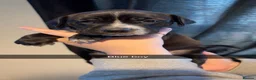 Mixed Breed dogs for sale: Dalmation/lab X staff pups  - Advert 8