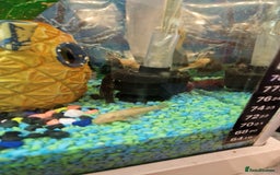Plecos fish for sale: Plecos - Image 4