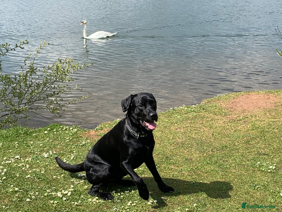 Labrador Retriever dogs for stud: Riley in Leicester - Image 3