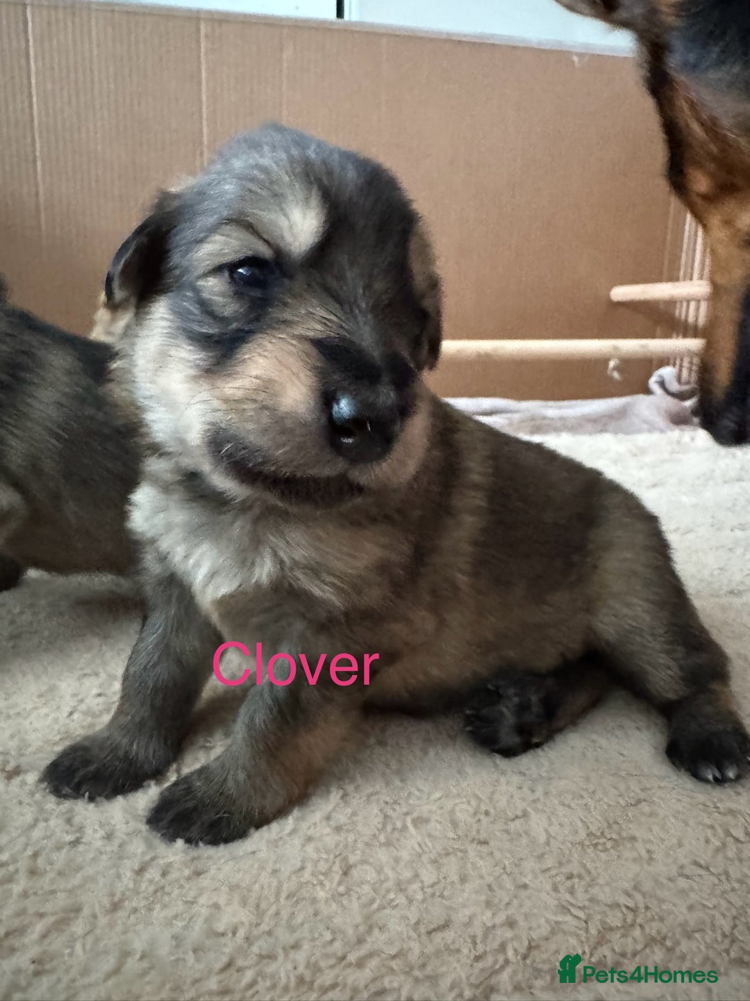 Mixed Breed dogs for sale: Beautiful Inca & handsome Nanuq PUPDATE x2  - Image 22
