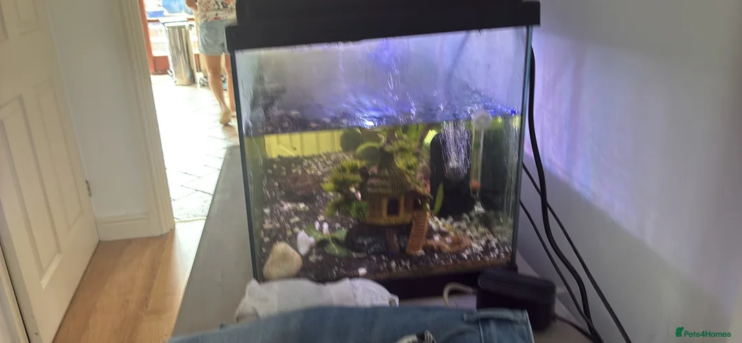Shrimps fish for sale: fish tank with fish and acessories in Stafford - Advert 3