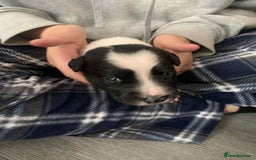 Mixed Breed dogs for sale: Puppies for sale - Image 12