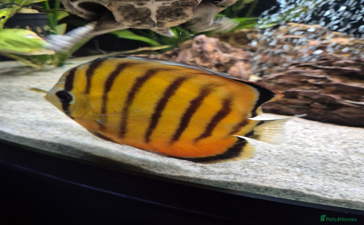 Other/Mixed Breed fish - Advert 8