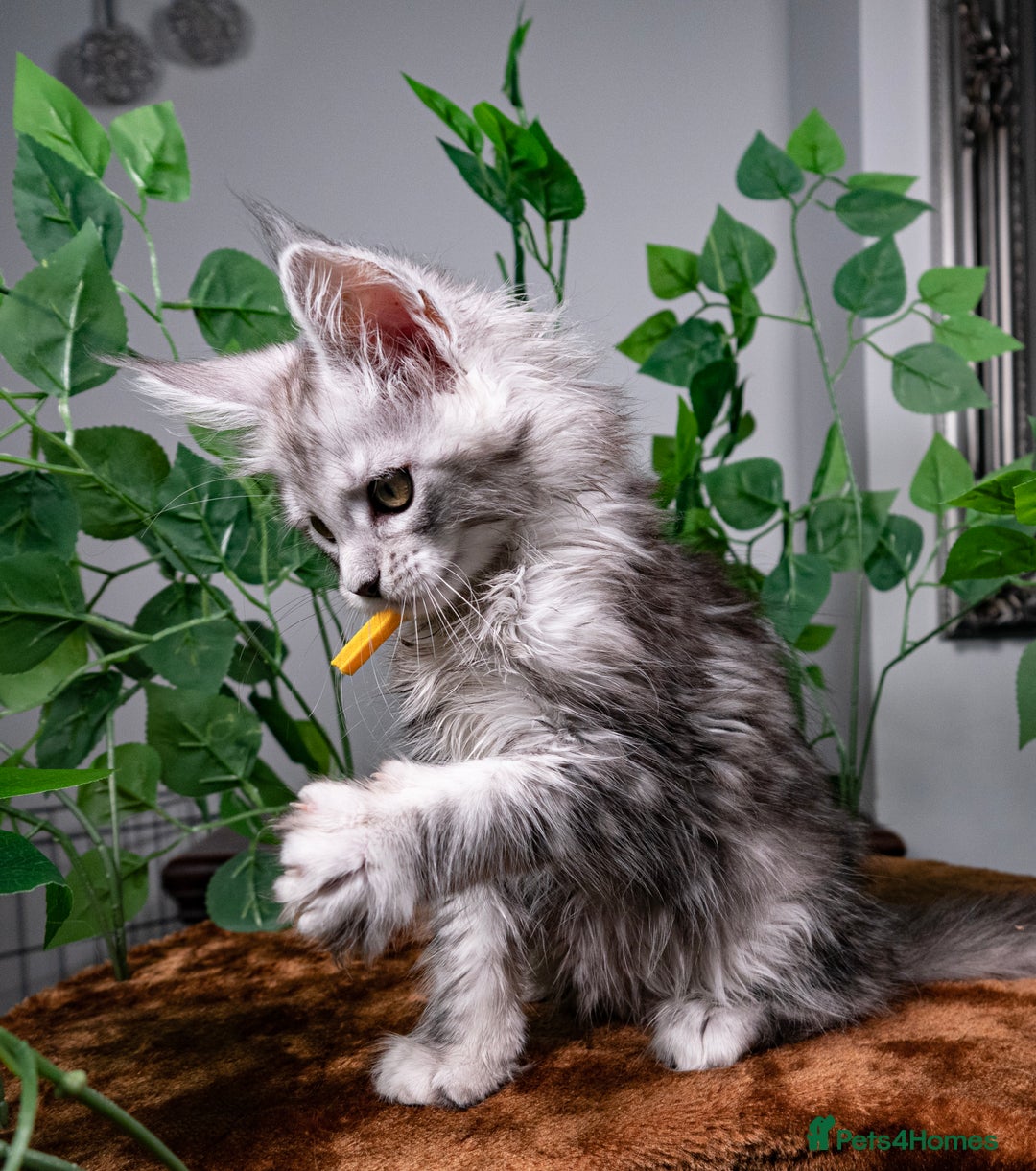 Maine Coon cats for sale: 8 STUNNING PEDIGREE TICA REG MAINE COON KITTENS - Advert 36