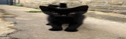 Mixed Breed cats for sale: 🐾 Beautiful  Black Kittens Looking for Homes  - Advert 3