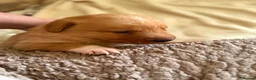 Borador dogs for sale: Fox red Borador puppies  - Advert 4