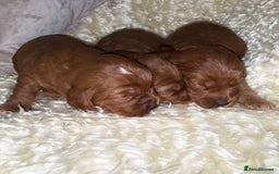 Cavapoo dogs for sale: ❤️ Deep Red Cavapoo Puppies ❤️ - Image 19