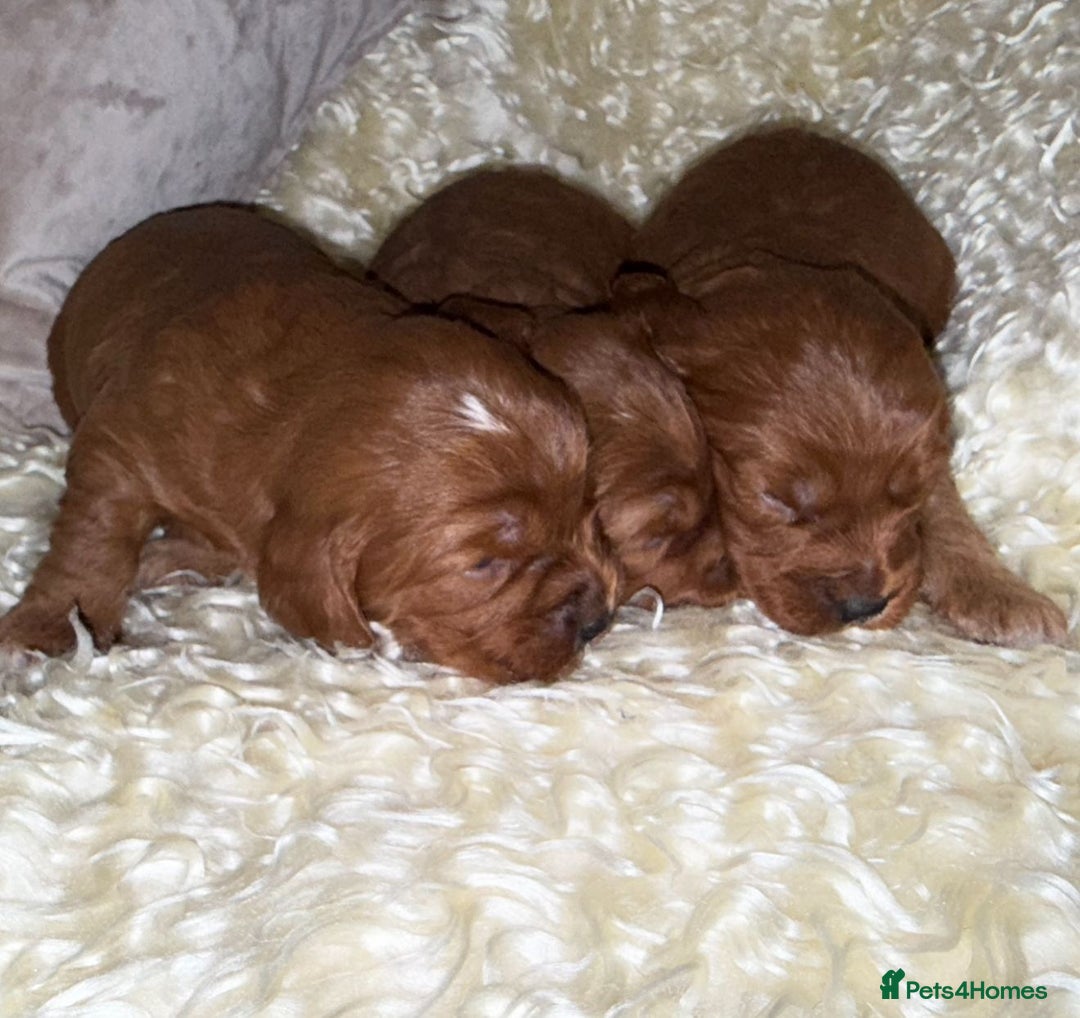 Cavapoo dogs for sale: ❤️ Deep Red Cavapoo Puppies ❤️ - Image 19