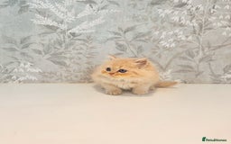 Persian cats for sale: Persian kittens 2 gorgeous boys  - Image 12