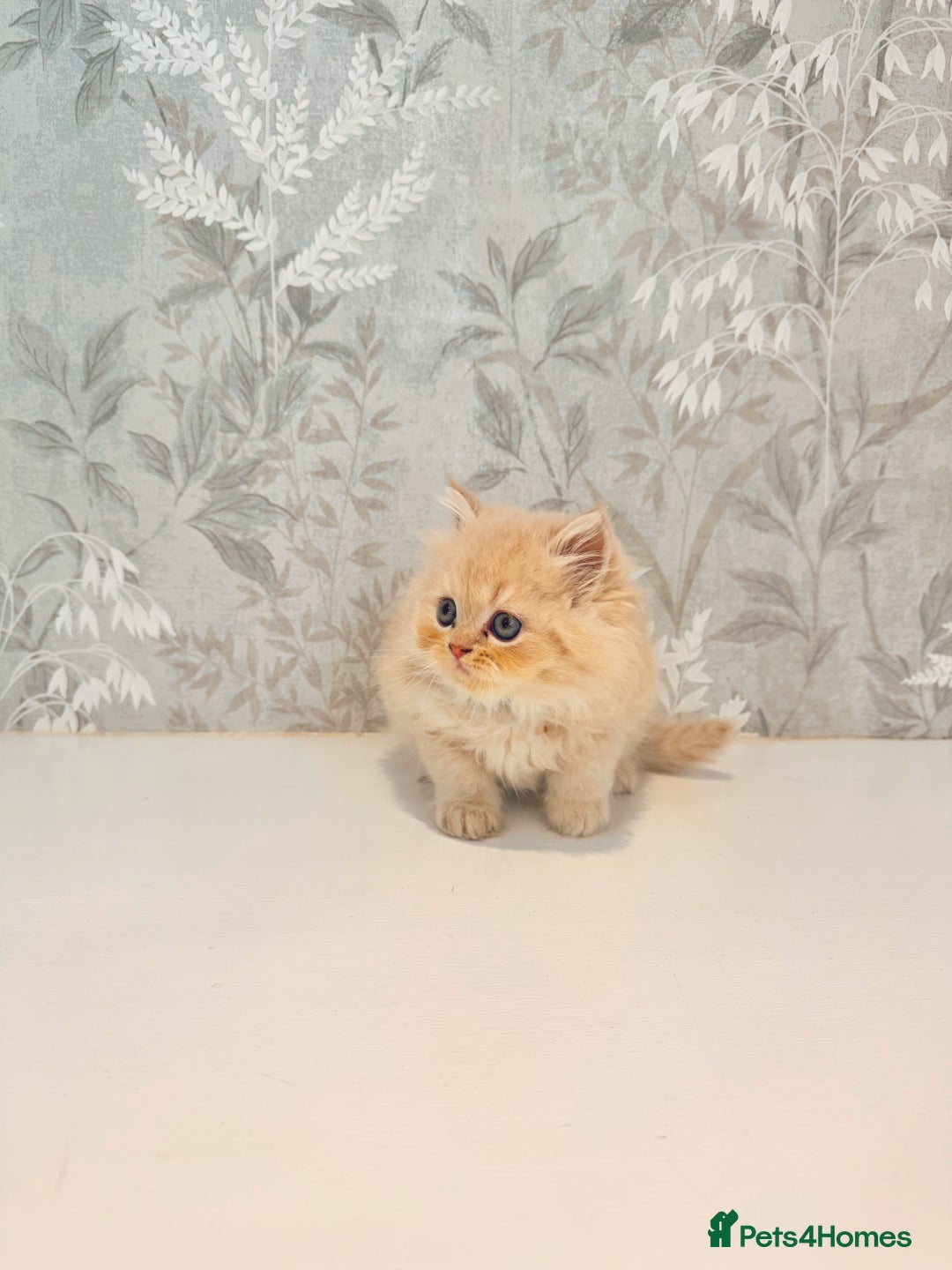 Persian cats for sale: Persian kittens 2 gorgeous boys  - Image 12