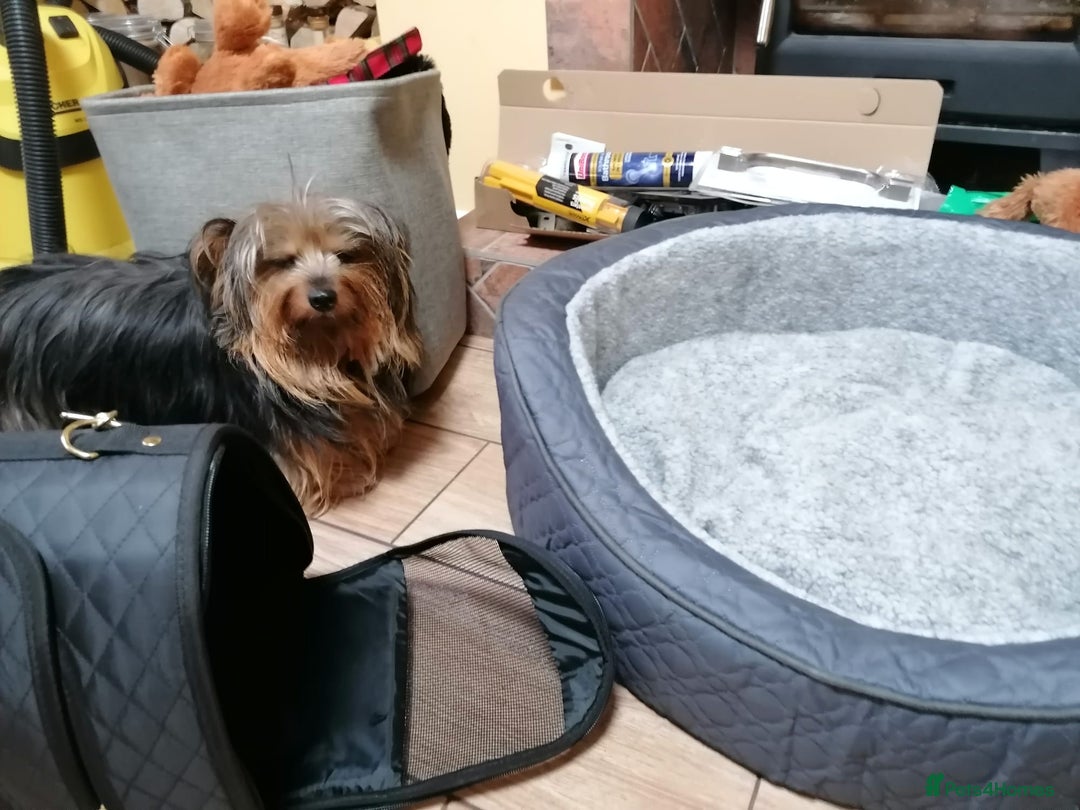 Yorkshire Terrier dogs for adoption: 💙🐶 BAILEY 🐶💙 - Image 6