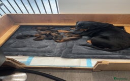 Mixed Breed dogs for sale: Stunning Rottweiler cross Belgian malinois  - Image 2