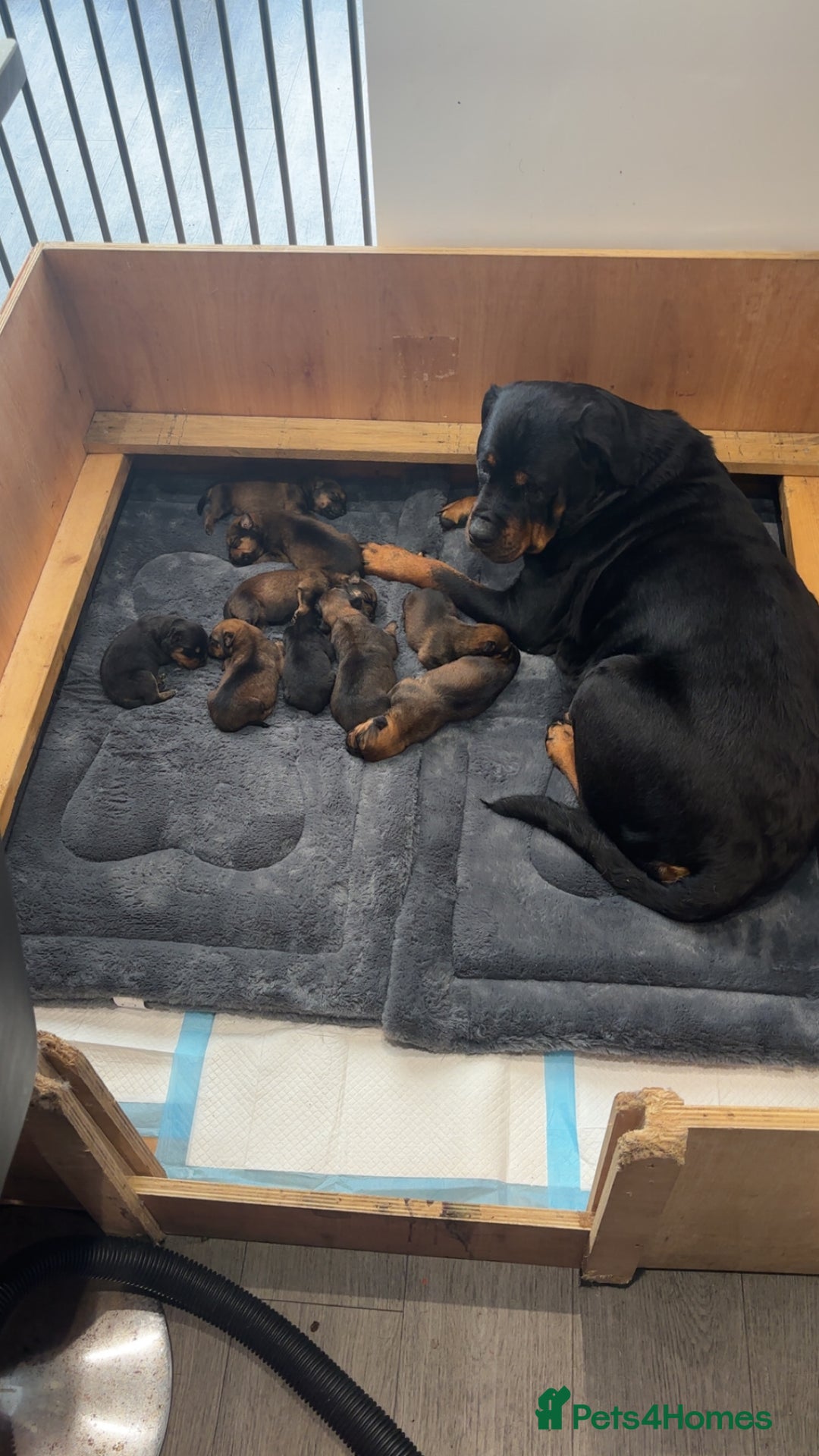 Mixed Breed dogs for sale: Stunning Rottweiler cross Belgian malinois  - Image 2