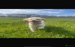 Cockapoo dogs for sale: 🌸3 gorgeous chunky Cockapoo puppy’s 🌸 - Image 38