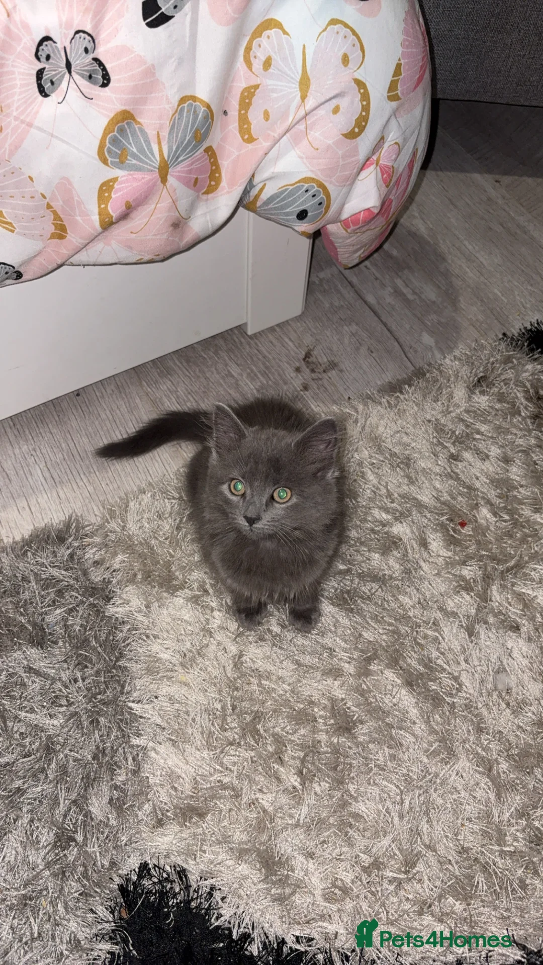 Mixed Breed cats for sale: Two female kittens for rehome  - Advert 4