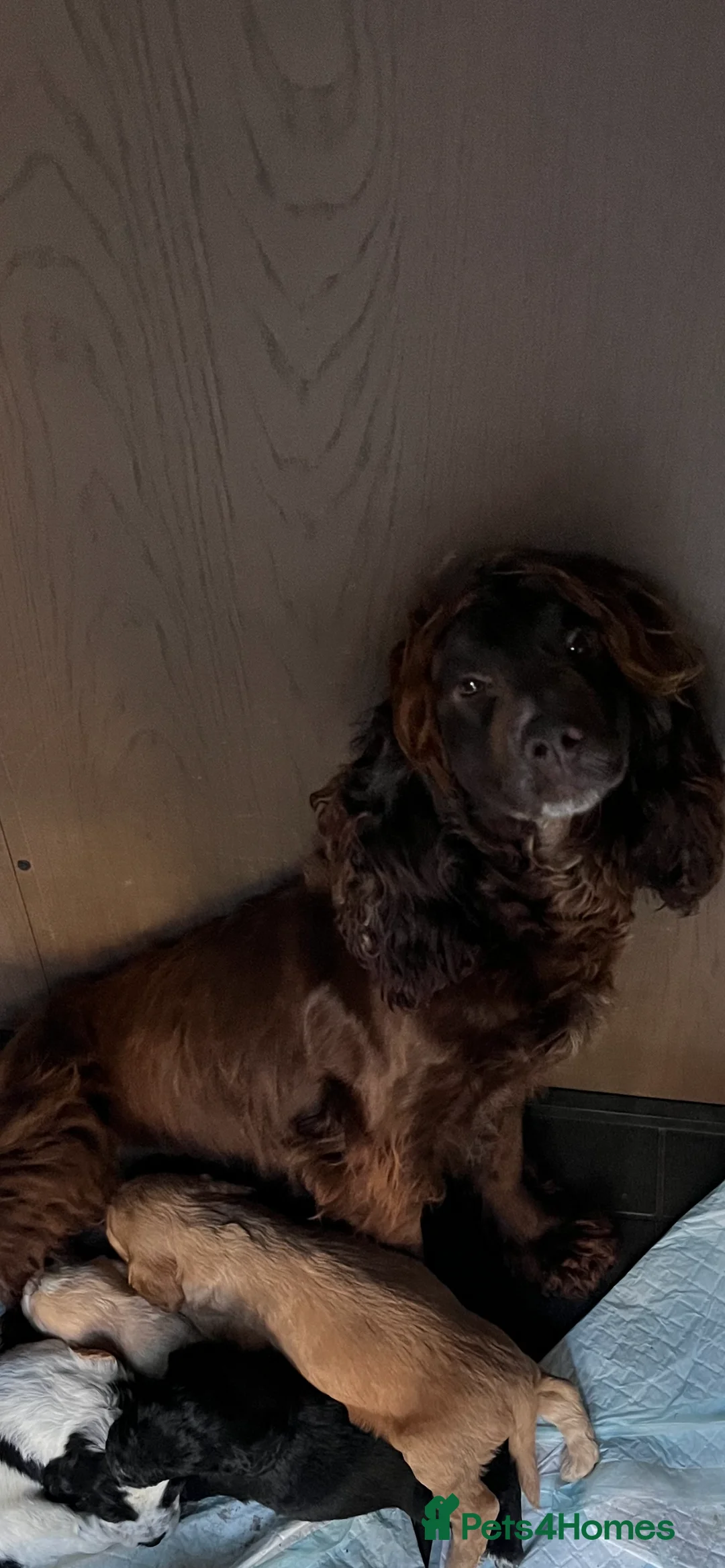 Cockapoo dogs for sale: 10 beautiful cockerpoo pups ready in 1 week  - Advert 6