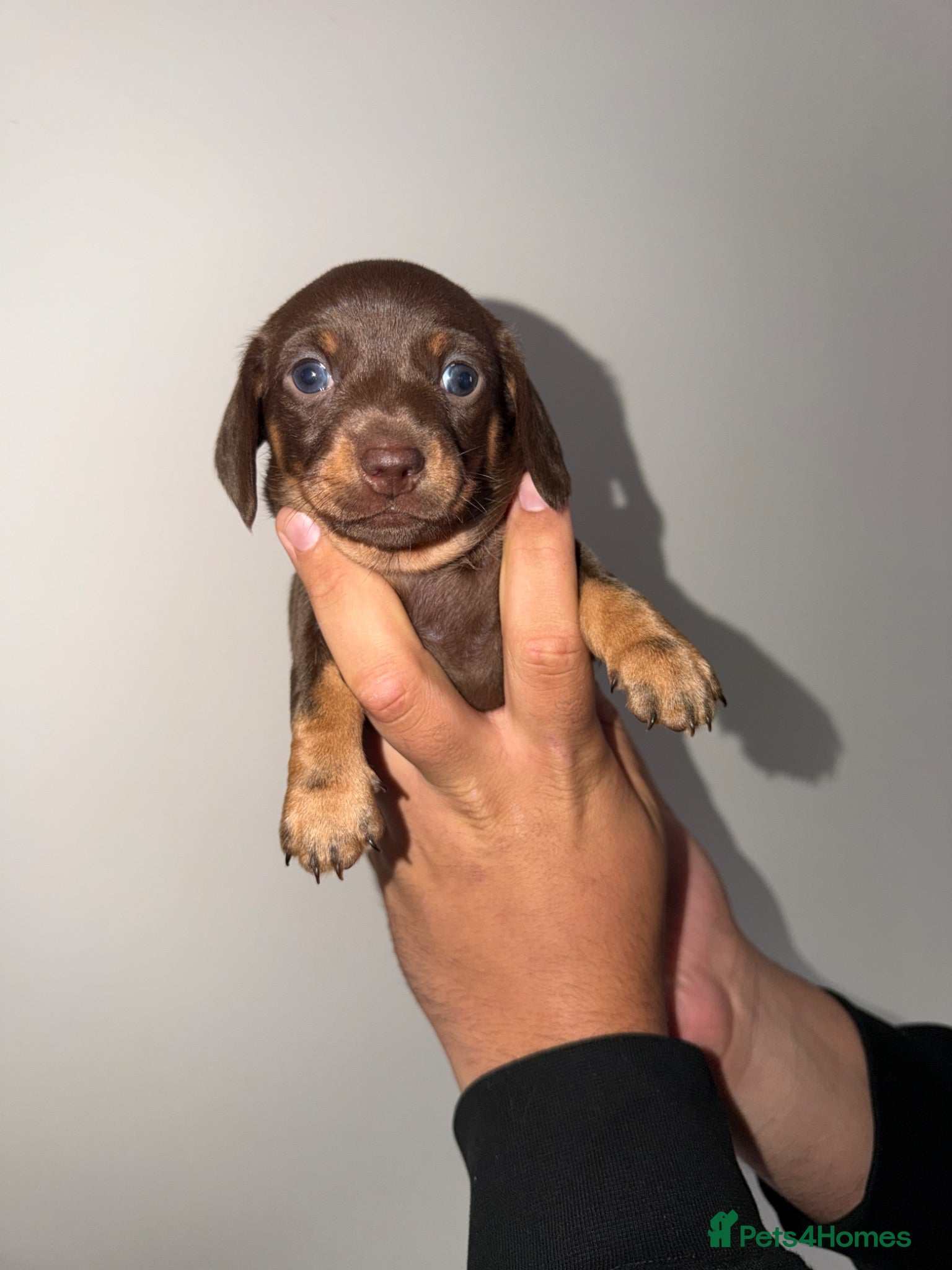 Miniature Dachshund dogs Mini Dachshund Puppies From Tiny 3.5kg Parents - Advert 2