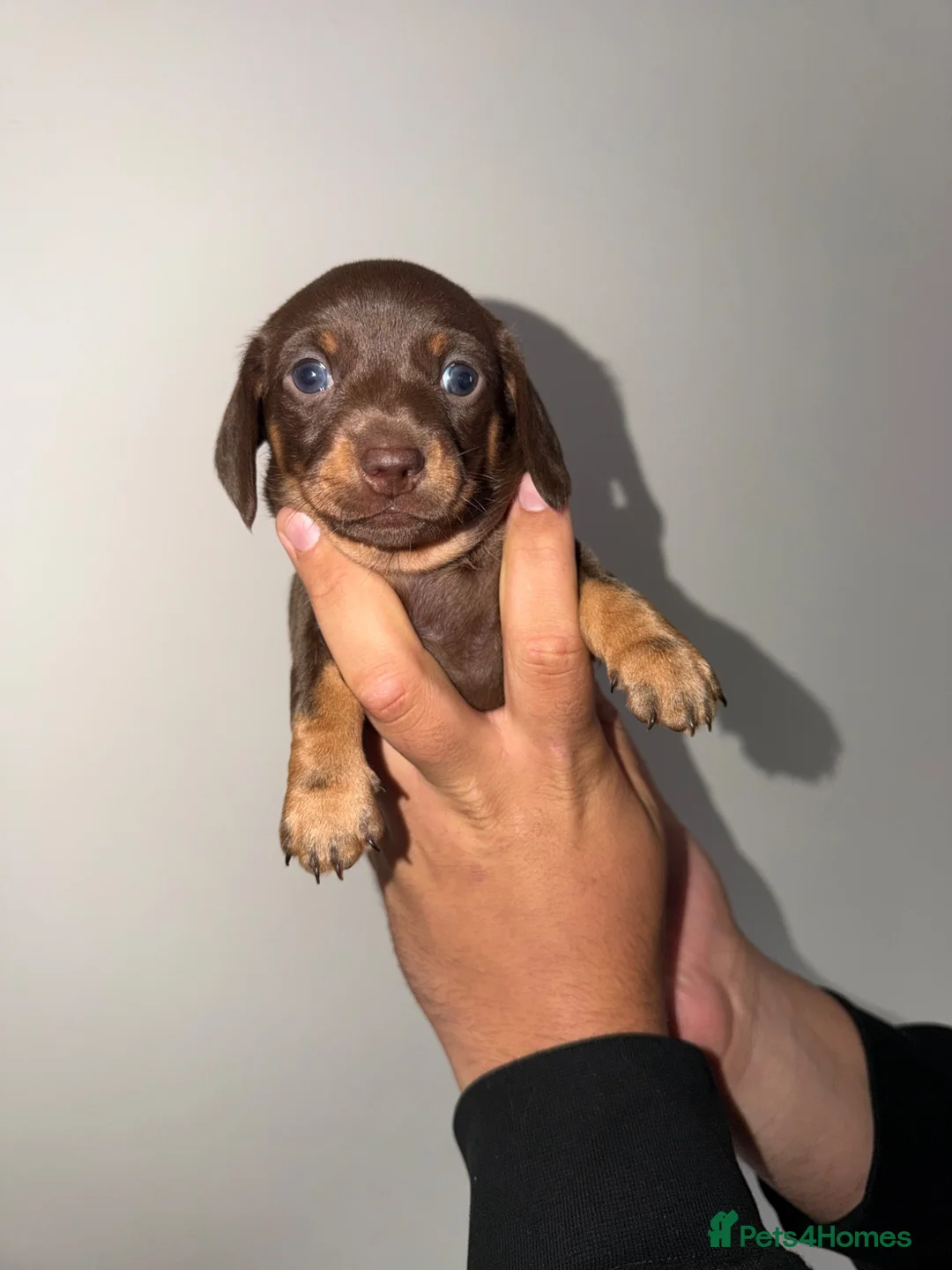 Miniature Dachshund dogs for sale: Mini Dachshund Puppies From Tiny 3.5kg Parents - Advert 1