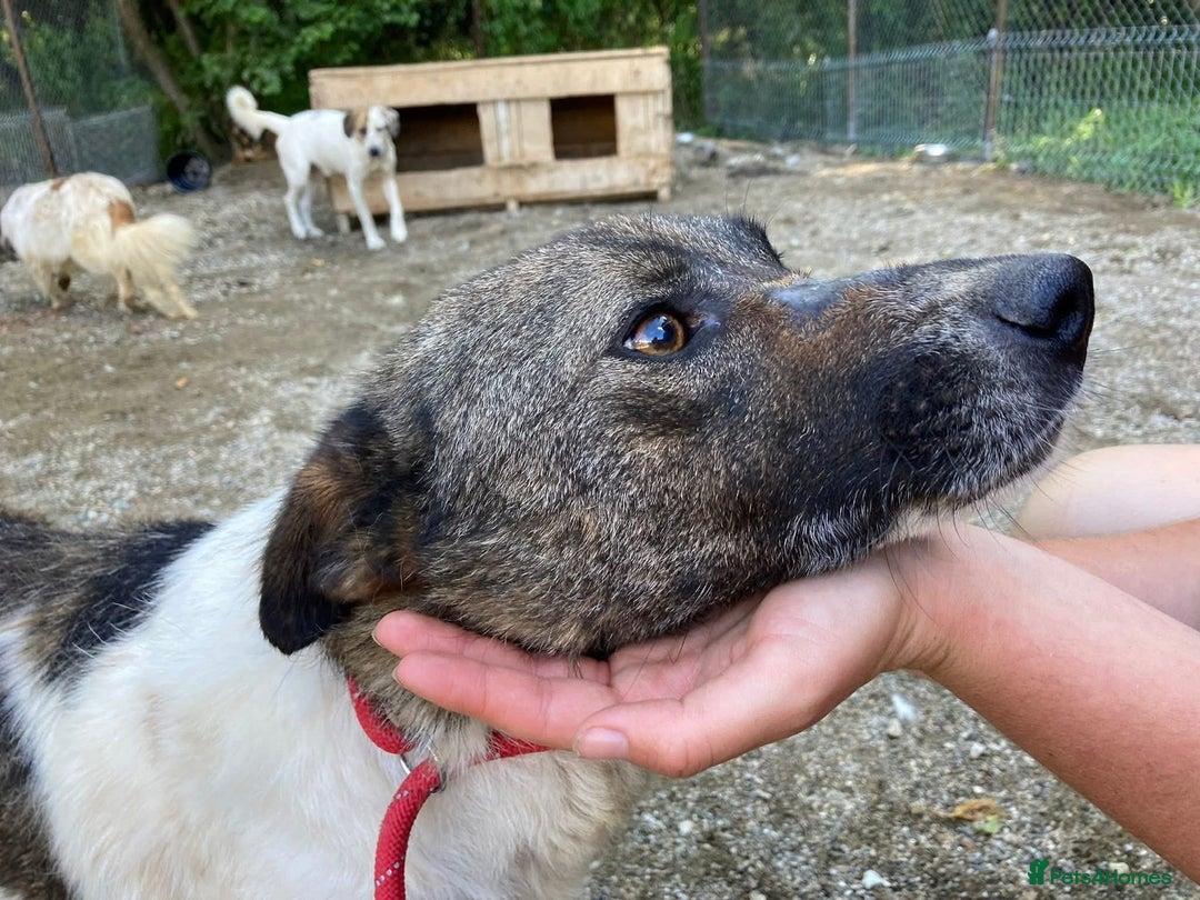 Mixed Breed dogs for adoption: Meet Venus,currently residing in Essex  - Advert 8