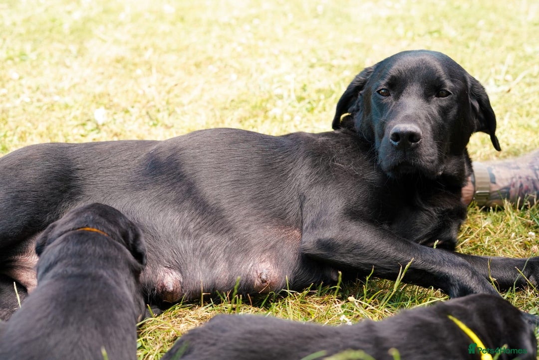 Labrador Retriever dogs for sale: Black Pure bred kg reg Labrador for sale  - Image 3