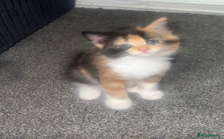 Domestic Shorthair cats - Advert 8