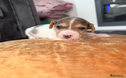 Jack Russell dogs for sale: Jack Russel puppies for sale  - Image 24