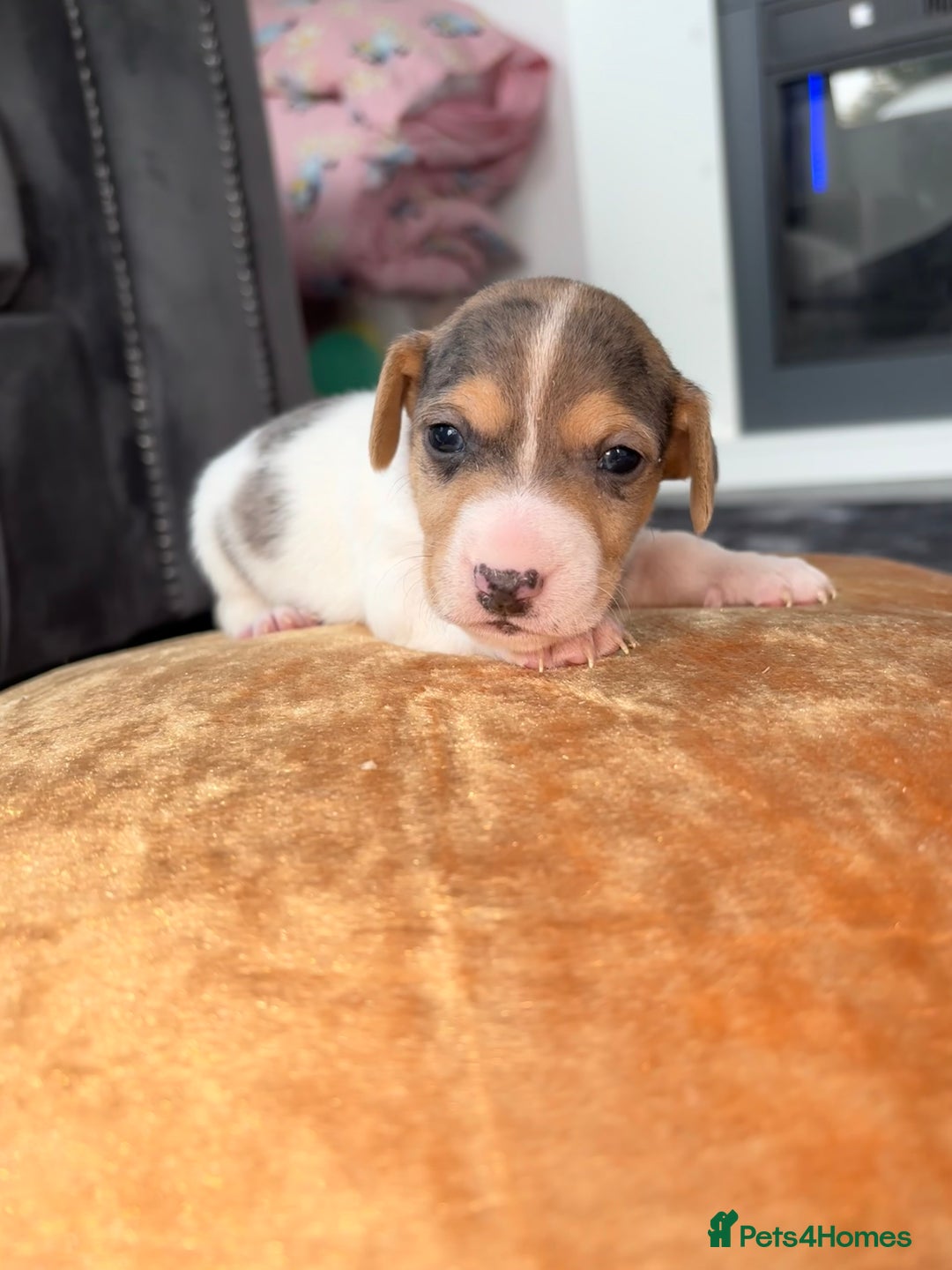 Jack Russell dogs for sale: Jack Russel puppies for sale  - Image 24