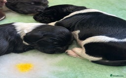 English Springer Spaniel dogs for sale: Hip/Elbow Scored and Health Tested, KC Springers  - Advert 12