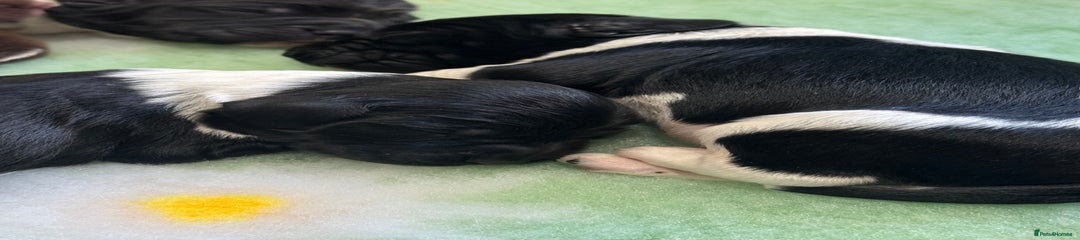 English Springer Spaniel Orange Collar
