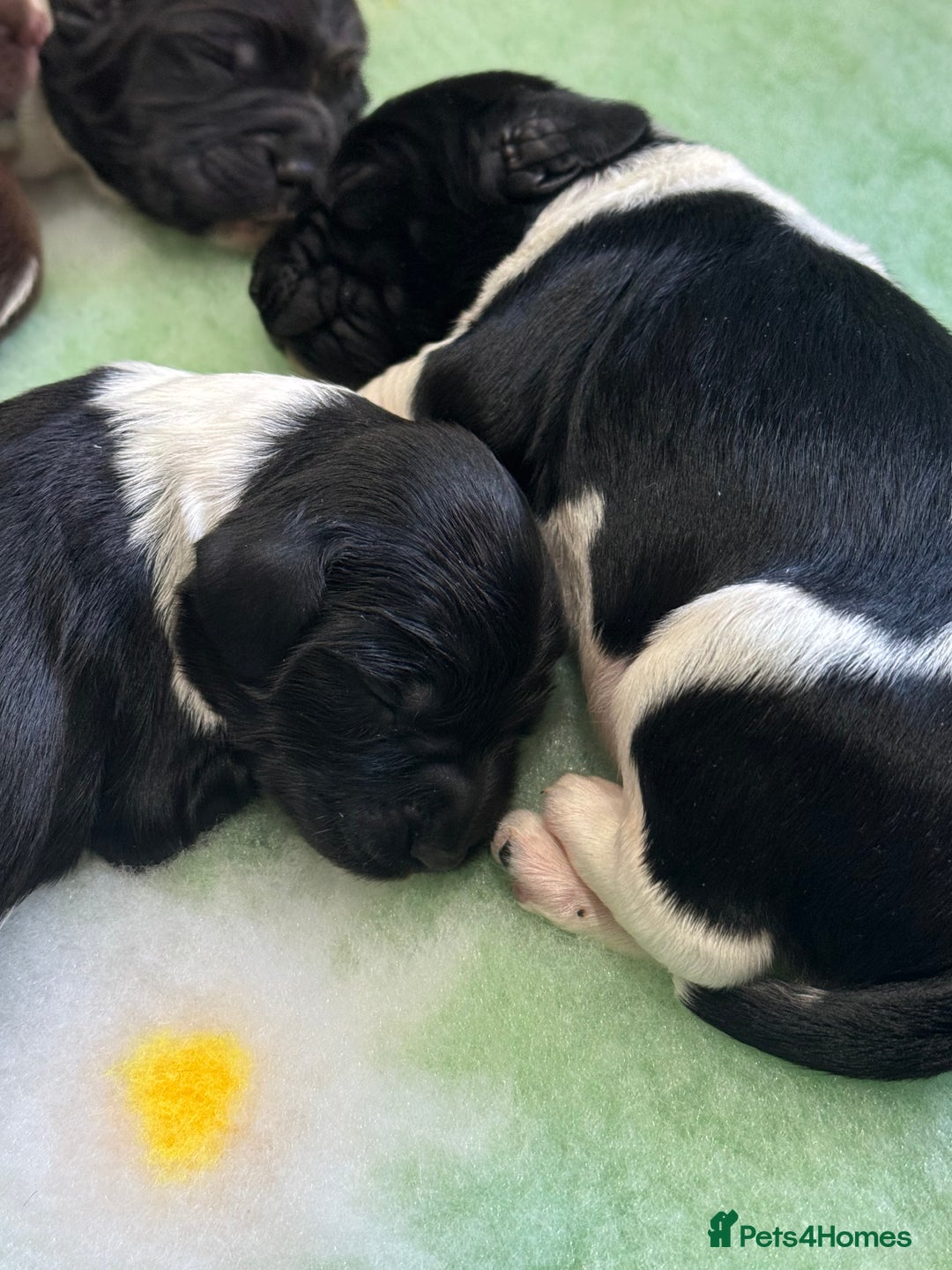 English Springer Spaniel dogs for sale: Hip/Elbow Scored and Health Tested, KC Springers  - Advert 12