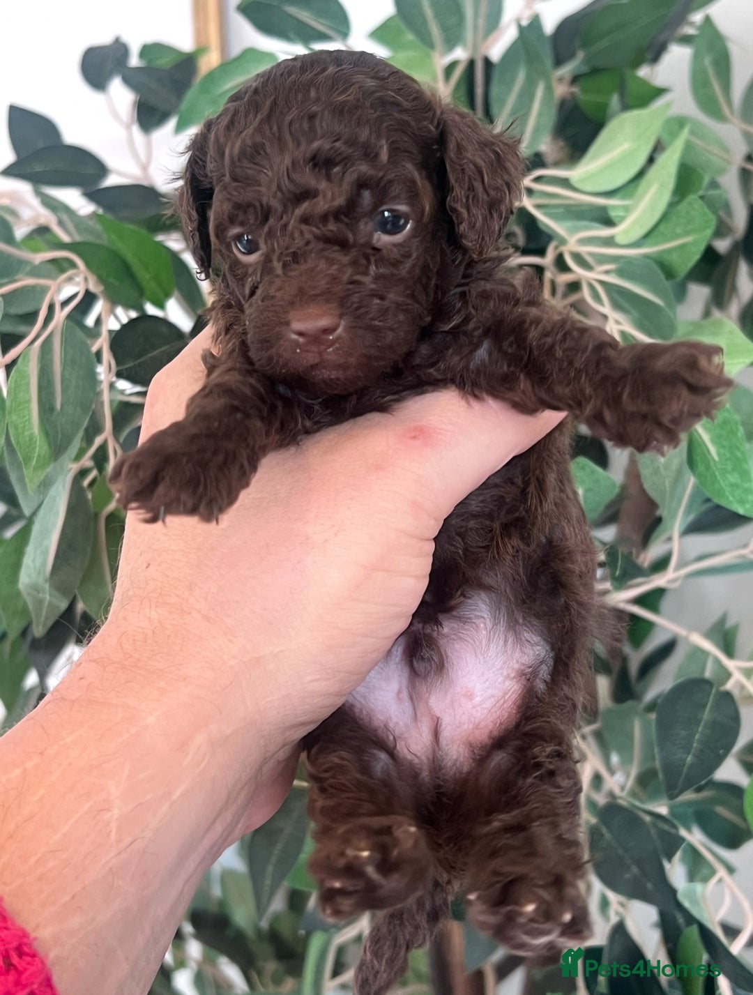 Shihpoo dogs for sale: Imperial toy Shihpoos  - Image 11