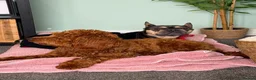 Mixed Breed dogs for sale: Frenchie cross cockapoo.  - Advert 2