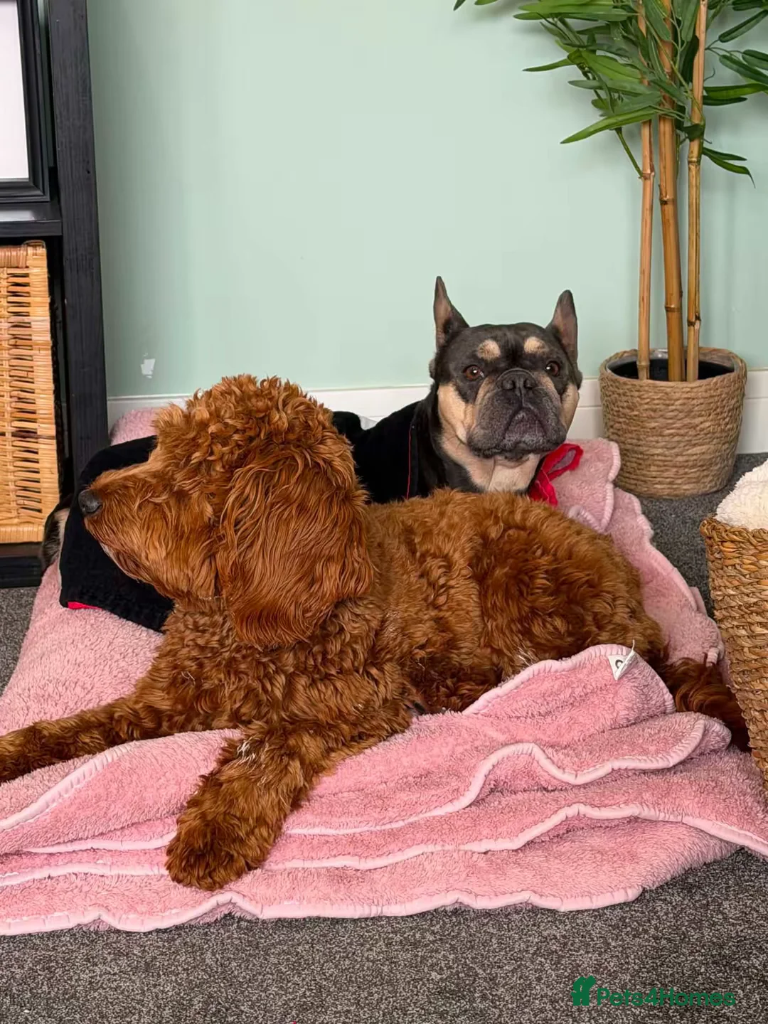 Mixed Breed dogs for sale: Frenchie cross cockapoo.  - Advert 2