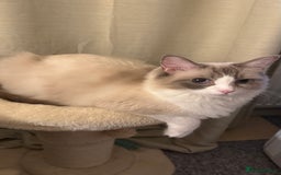 Ragdoll cats for sale: Ragdoll x tuxedo polydactyl kittens  - Image 7