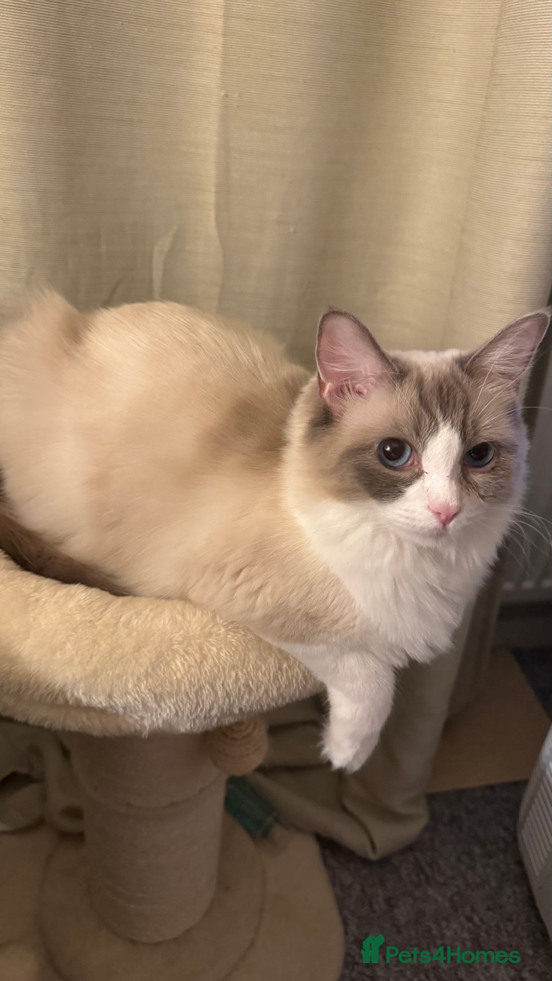 Ragdoll cats for sale: Ragdoll x tuxedo polydactyl kittens  - Image 7