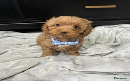 Cavapoo dogs for sale: Stunning Cavapoos  - Image 3